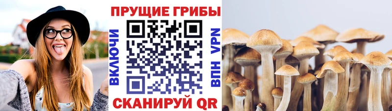 Псилоцибиновые грибы мухоморы  Купить закладки  Верхняя Пышма 